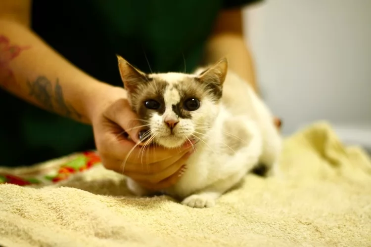 Castramóvel: Serviço garante castração gratuita para felinos em Macapá