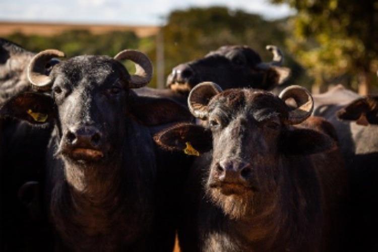 Búfalos: por que a força e o temperamento da espécie mudam o manejo nas propriedades rurais?