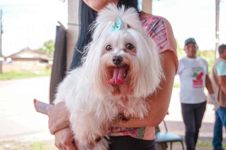 Castramóvel Itinerante da Prefeitura de Macapá atende cães fêmeas