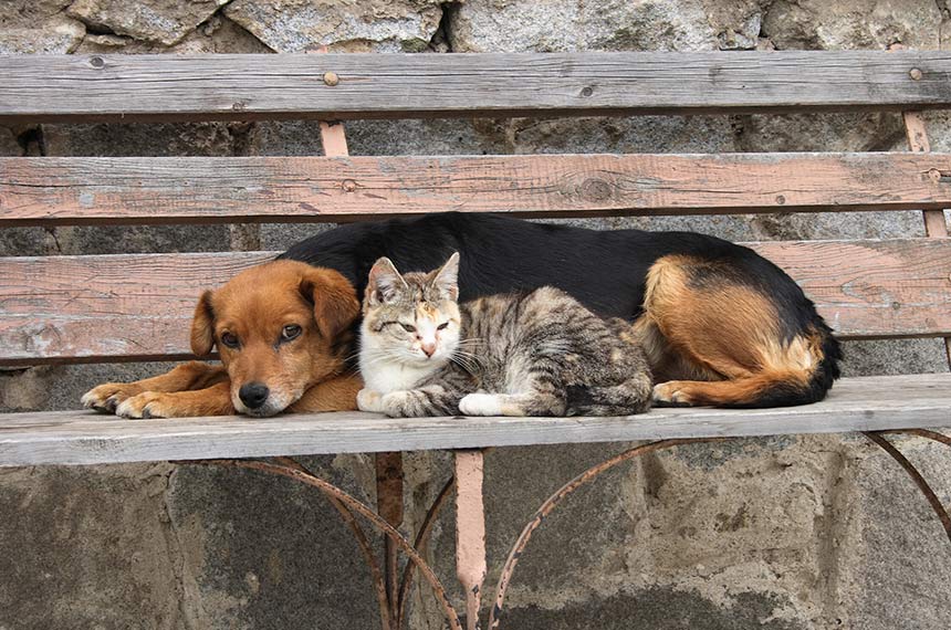 Estatuto dos Cães e Gatos está na pauta da CCJ