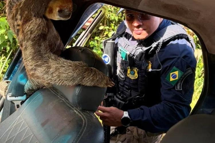 PRF flagra transporte irregular de bicho-preguiça no Amapá