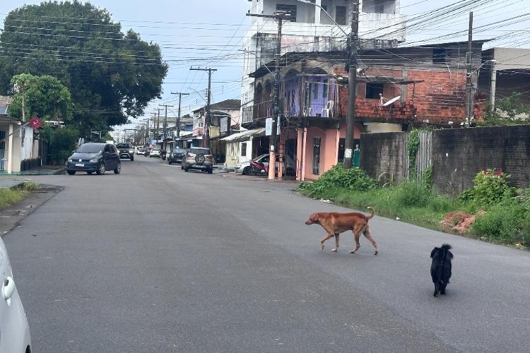 Maio Amarelo: “Eu freio para os animais” ganha destaque nas ações de conscientização