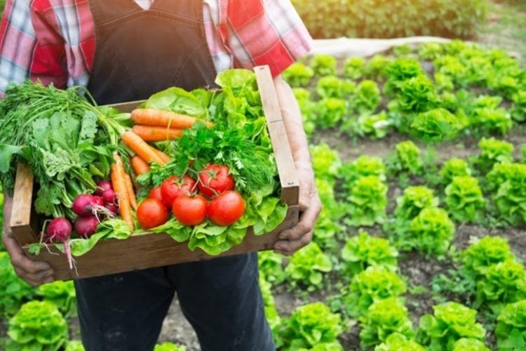 Editais para aquisição de alimentos destinados à população em situação de insegurança alimentar e nutricional estão disponíveis