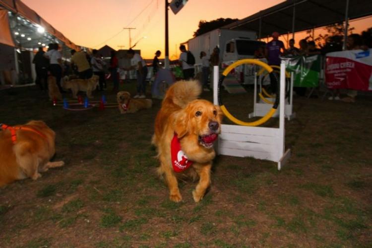 Concurso Pet para definir melhor animal com fantasia agro da 53ª Expofeira do Amapá acontece neste sábado, 7