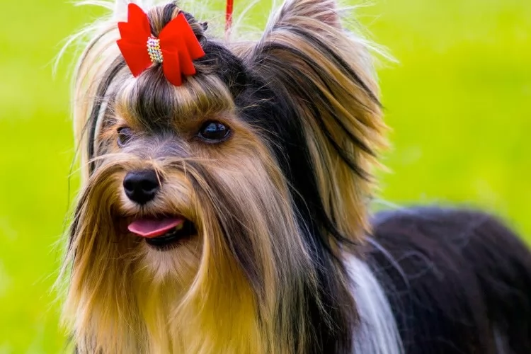 Castramóvel: Serviço garante castração gratuita para cães fêmeas em Macapá
