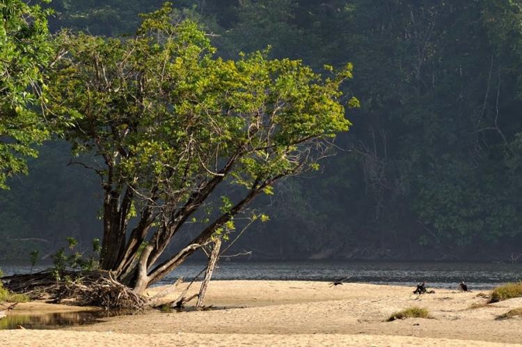 Governo do Estado celebra 18 anos de criação da Floresta Estadual do Amapá