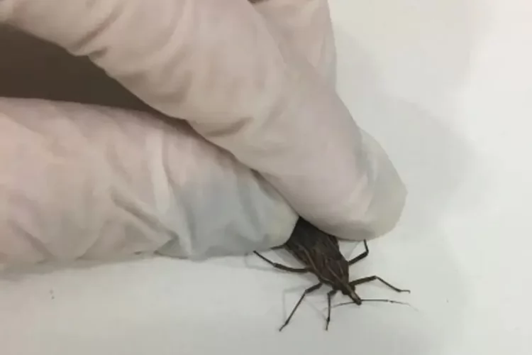 Governo do Amapá intensifica ações e investiga casos de doença de Chagas em Macapá