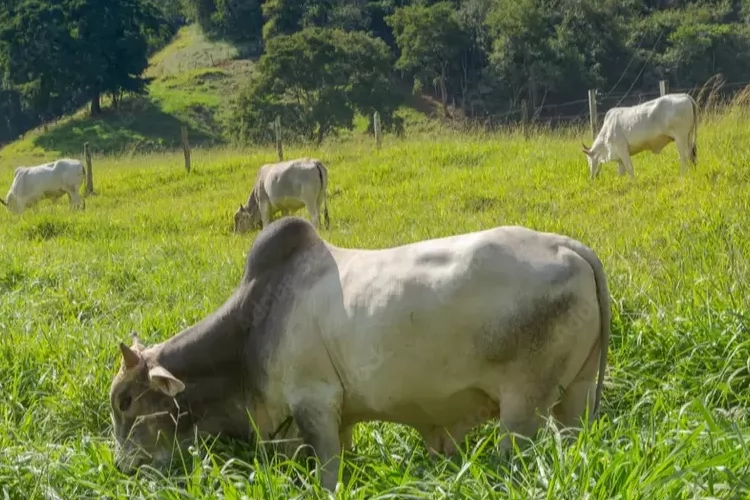 54 ª Expofeira do Amapá recebe 100 animais da Fazenda Guarani, propriedade paraense referência em exportação internacional