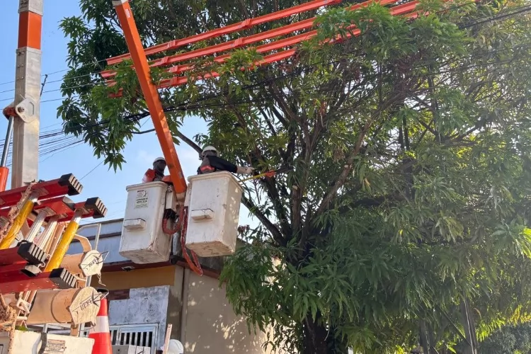 CEA Equatorial orienta sobre podas próximas à rede elétrica