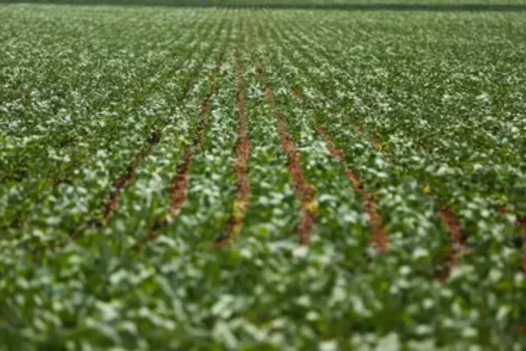 Agricultura: governo publica preços mínimos para safra de verão 2026/27
