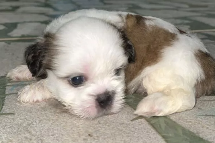 Cadastro do Sin Patinhas Federal é disponibilizado para tutores de animais em Santana