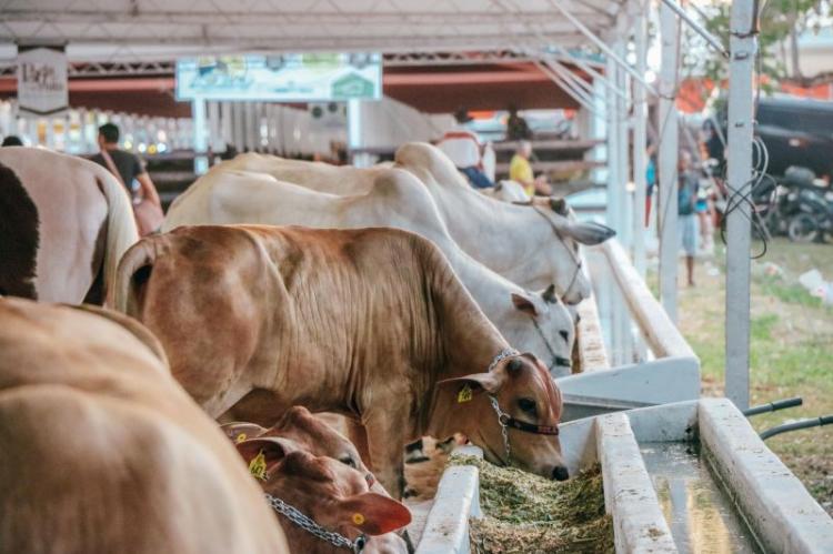 Comercialização de animais para o setor rural movimenta mais de R$ 830 mil durante a 53ª Expofeira do Amapá