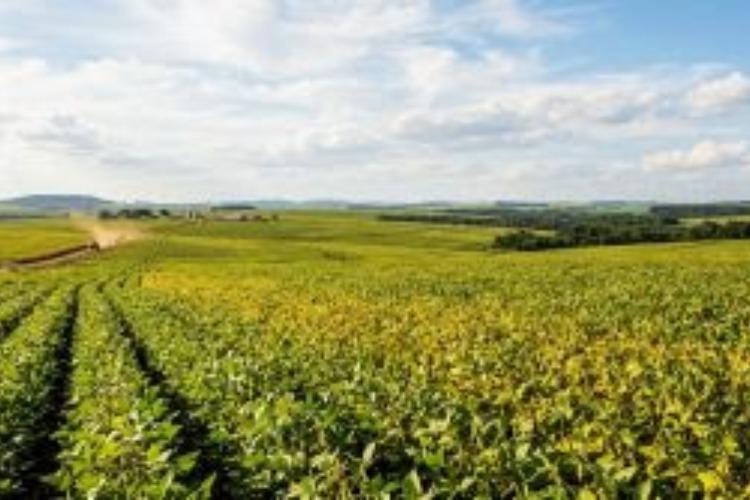 Dia da Amazônia: como o agro vai provar a origem dos alimentos e garantir vendas para a Europa?