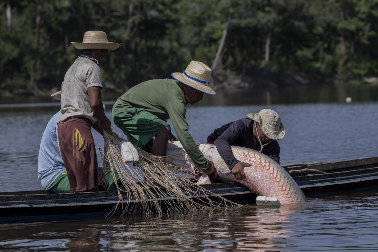 Pirarucu, símbolo de um legado de conservação da Amazônia