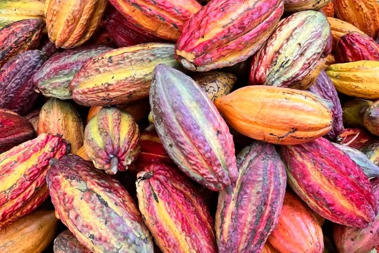 Páscoa além do chocolate: cacau da sociobioeconomia movimenta milhões e fortalece comunidades no Brasil