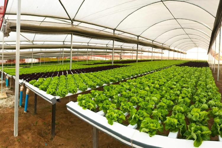 Secretaria de Desenvolvimento Rural monta estufas de hortaliças para apresentação das técnicas de plantio de agricultura familiar