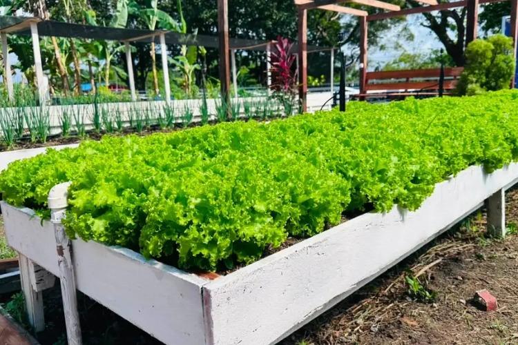 Expofeira 2026 contará com amostra de horta do programa Amapá Produtivo