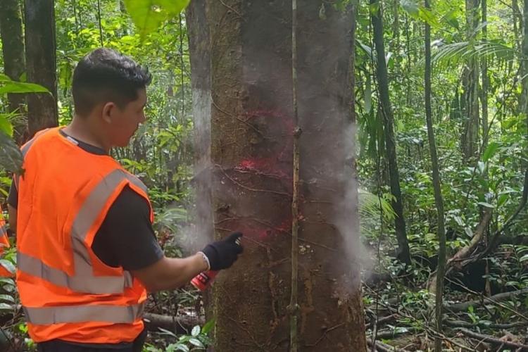 Especialistas do Governo visitam áreas para construção do 1º Centro de Pesquisa e Treinamento em Manejo Florestal do Amapá