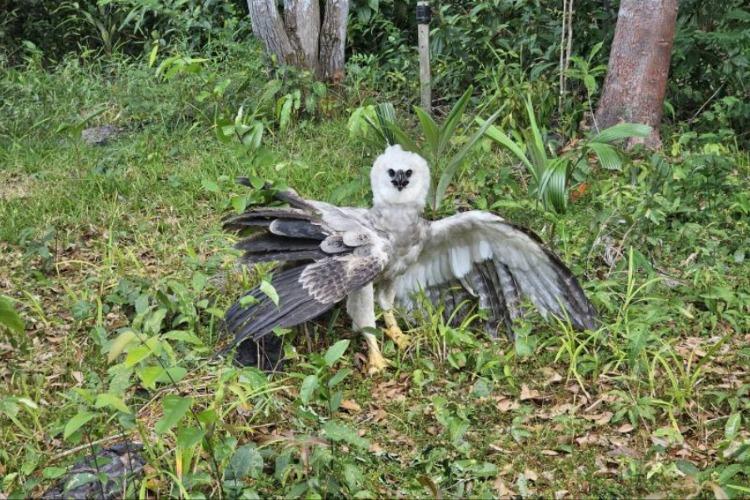 Sem proteção legal, áreas de refúgio para aves ameaçadas são desmatadas na Amazônia brasileira