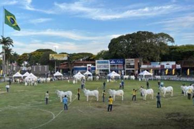 EXPOINEL: 1.096 animais Nelore participaram da Expoinel, em Uberaba, a mais importante exposição da raça