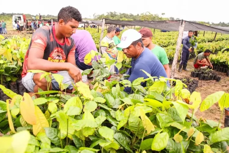Famílias do Aporema recebem mudas e suporte técnico para diversificação agrícola pelo Governo do Amapá