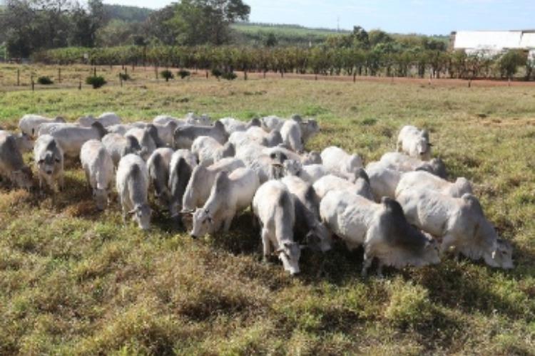 Megaleilão Nelore CFM oferta 600 touros Nelore com condições especiais de pagamento e frete