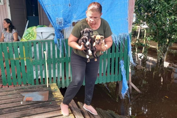 Governo do Amapá garante assistência aos animais afetados pela enchente do Rio Araguari