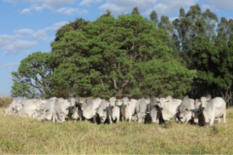 Megaleilão CFM é chancelado pela ACNB e venderá 600 touros Nelore CEIP 