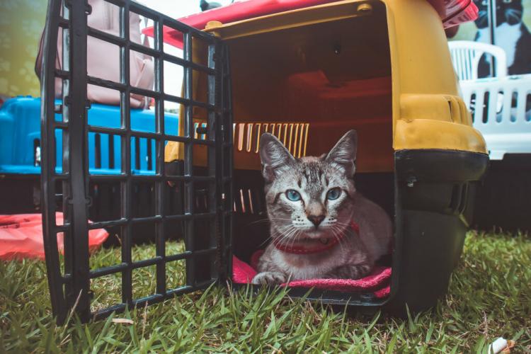 Castramóvel Itinerante atende felinos de ambos os sexos , na Zona Oeste de Macapá