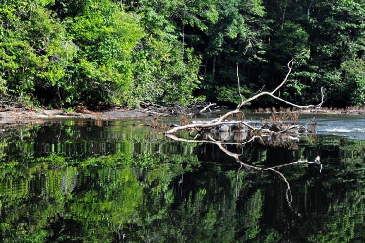 Governo do Estado celebra 18 anos de criação da Floresta Estadual do Amapá