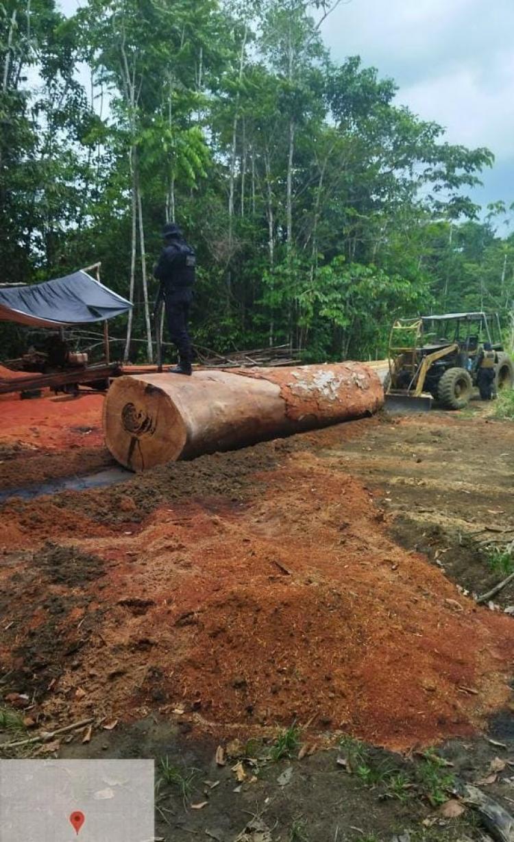 Garimpo Ilegal desmontado em Pedra Branca: Polícia Civil combate crimes ambientais