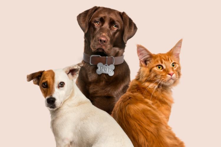 Carreta Animal na Expofeira 2026: Saúde e Cuidado para os Pets