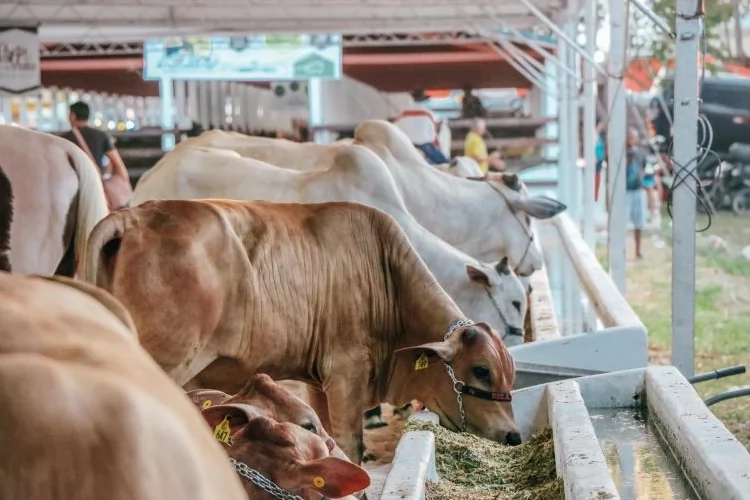Com reconhecimento histórico, 54ª Expofeira do Amapá será a primeira com status sanitário livre da febre aftosa sem vacinação