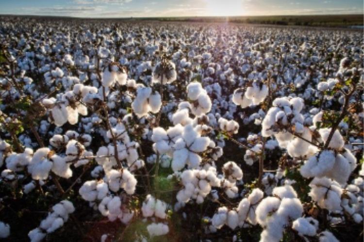 Nutrição correta das maçãs do algodão são decisivas para o sucesso da safra 25/26
