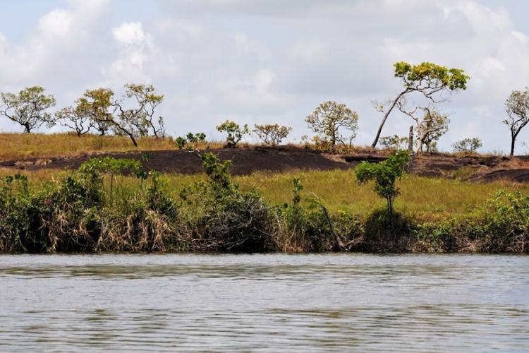 Governo do Estado celebra 18 anos de criação da Floresta Estadual do Amapá