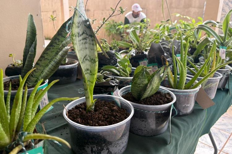 Programa Troca Verde incentiva reciclagem e distribuição de mudas em Santana