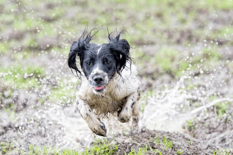 Veterinário do CEUB dá dicas para cuidar da saúde de cães e gatos no período chuvoso