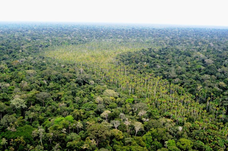 Desmatamento em Unidades de Conservação federais da Amazônia atinge menor nível desde o início da série histórica