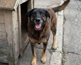 Campanha Voto Animalista chega ao Brasil para Eleições 2026